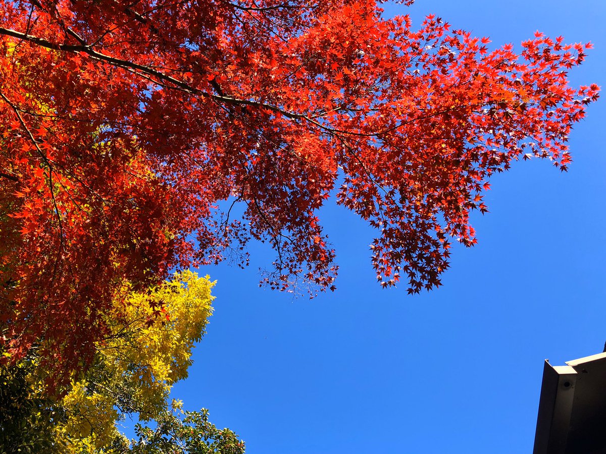 ヒポポタマス ハナコ そうなんですよ 撮影できたら撮ってスマホの待ち受けにしたいイケ観音様でした 不動明王パイセンいいですよね 推しの一柱です あと迦楼羅王もめっちゃかっこいいですよ