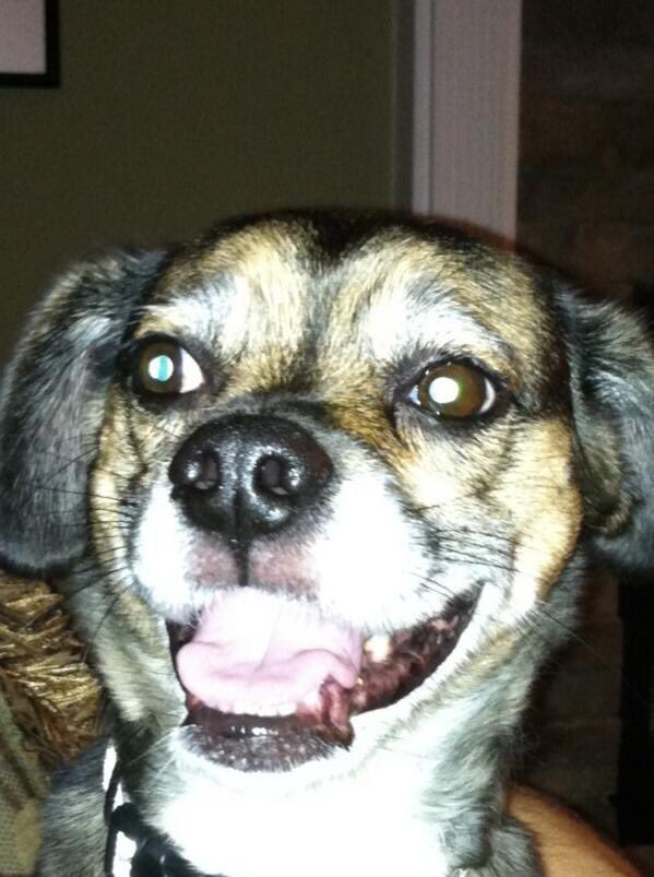 SethCurrier's tweet photo. Gonna tell my kids this was Cujo. https://t.co/pAkNEe1NEQ