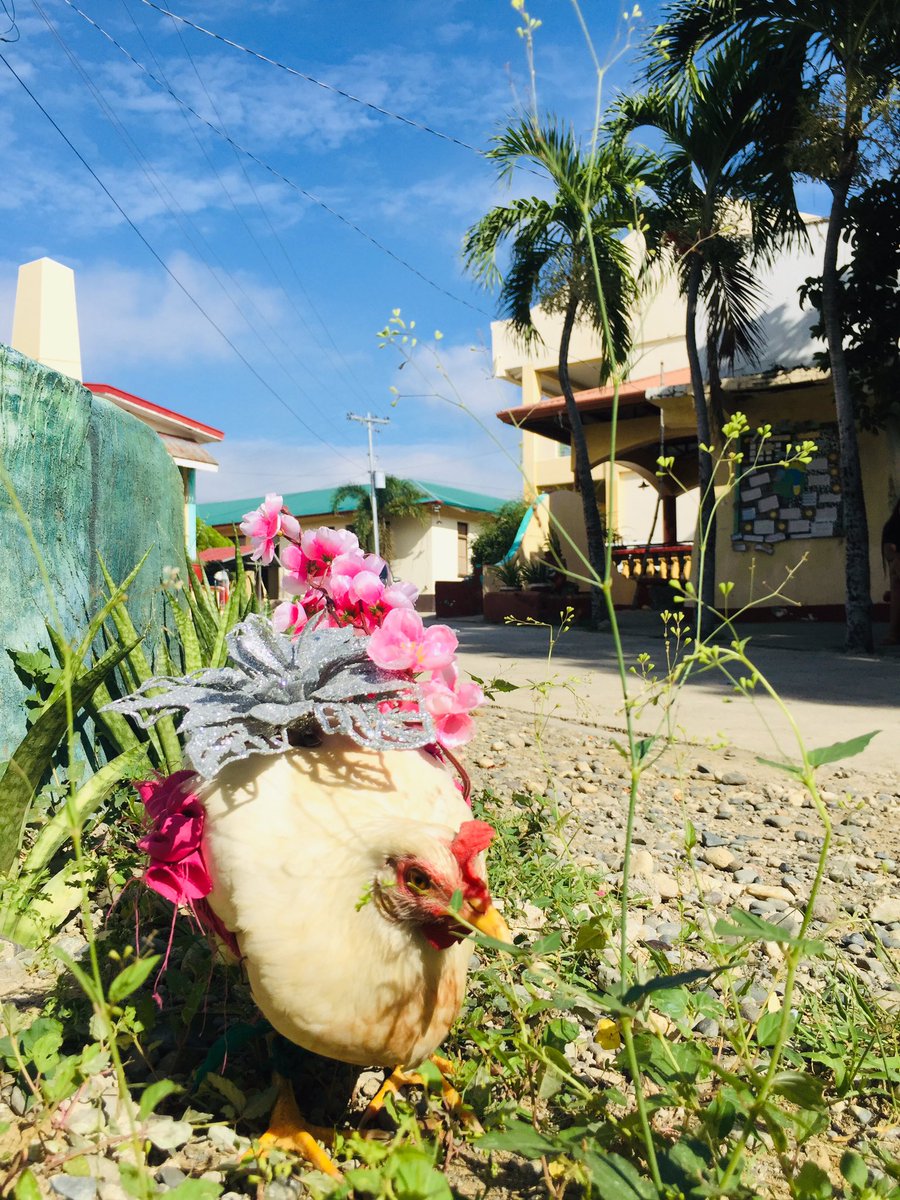 charlesjacobbb's tweet photo. Chickens are inquisitive animals who, when in natural surroundings, enjoy dust-bathing, making nests, roosting in trees, and searching for food.
Like us, chickens form friendships and strong family ties.
#ST3MCamp #UMALI https://t.co/zQ4zwVd6Ct