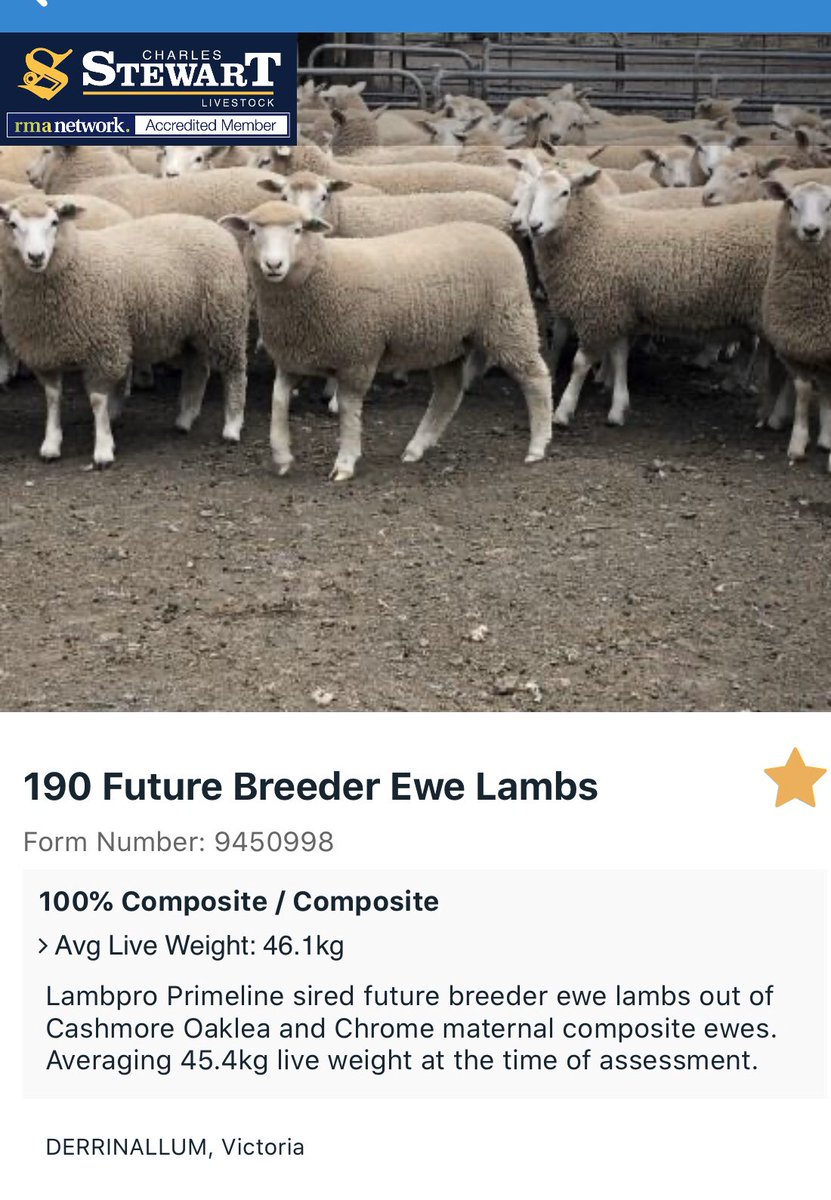 Surplus to our requirement <a href="/LambproHolbrook/">Tom Bull</a> sired ewe lambs available on <a href="/AuctionsPlus/">AuctionsPlus</a> next Tuesday.