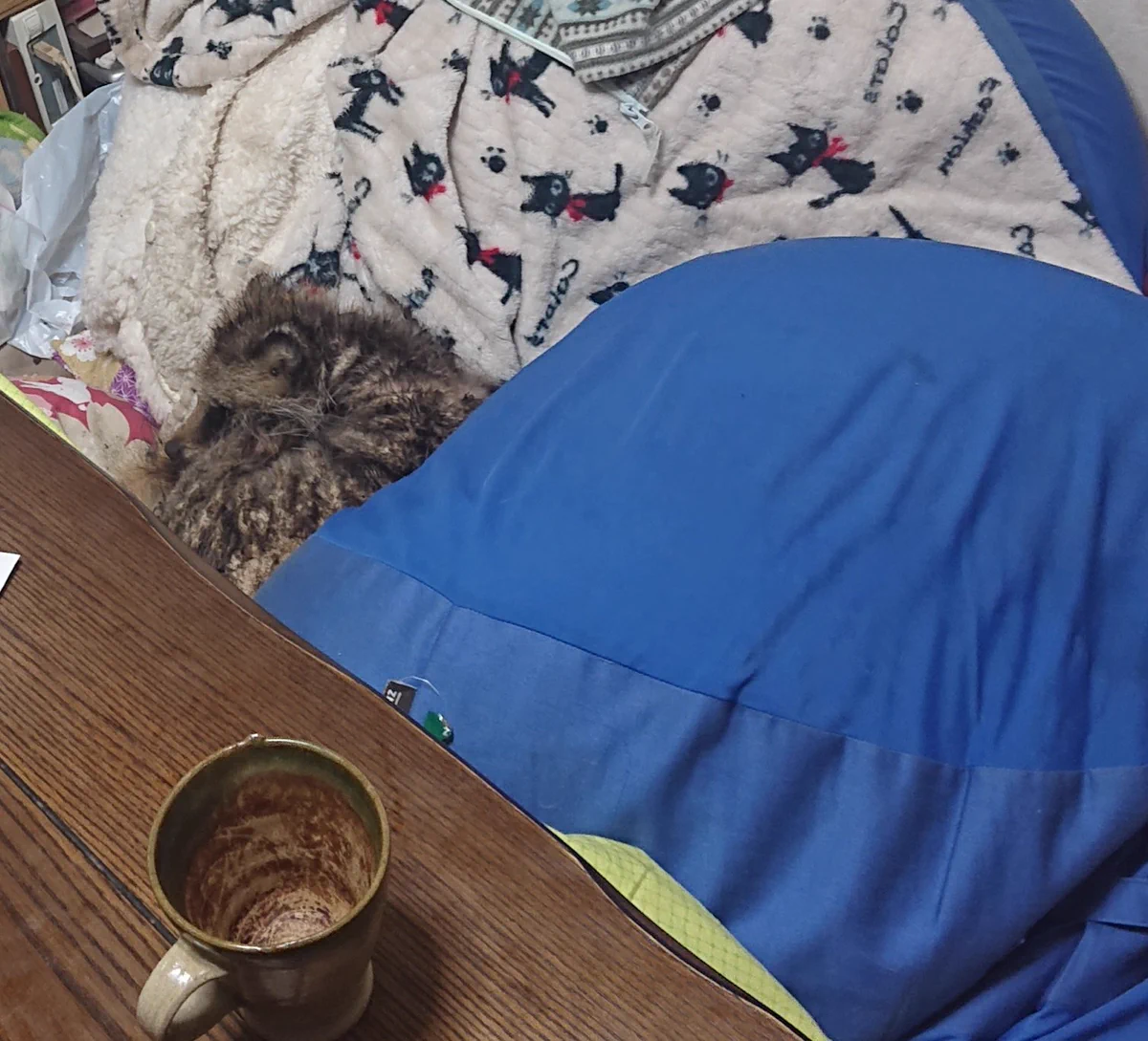 え？タヌキ！？なぜか家のコタツで思いっきりくつろいでるwww