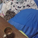 え？タヌキ!？なぜか家のコタツで思いっきりくつろいでる!