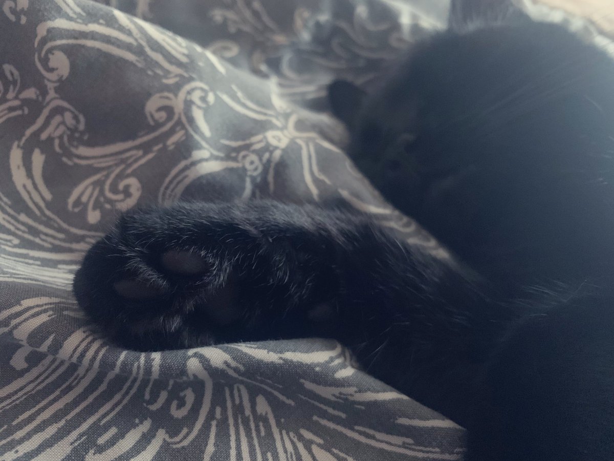 g4merslu7's tweet photo. Happy #Caturday love Pip and Squeak #CatsOfTwitter #Toebeans #Squishbeans #cats https://t.co/TeJ9mJklj9