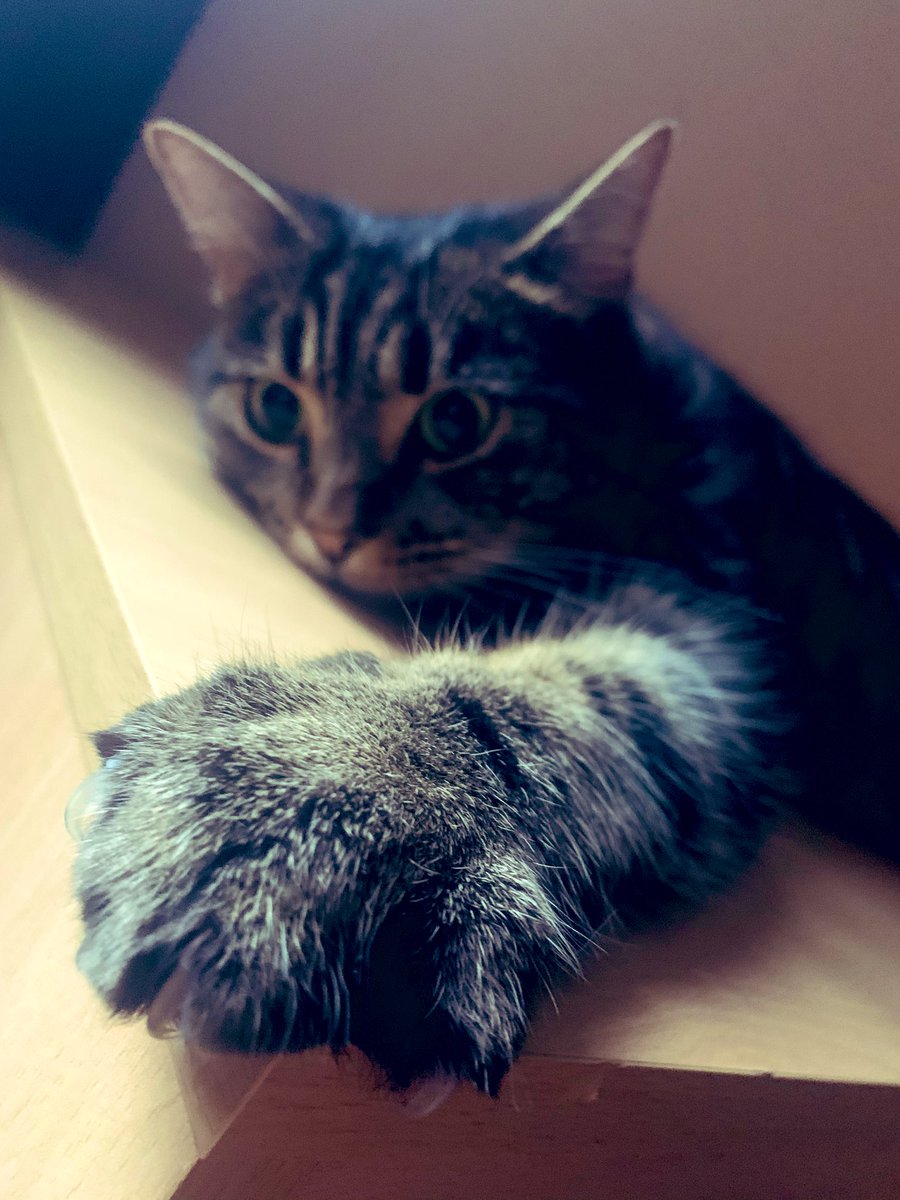g4merslu7's tweet photo. Happy #Caturday love Pip and Squeak #CatsOfTwitter #Toebeans #Squishbeans #cats https://t.co/TeJ9mJklj9