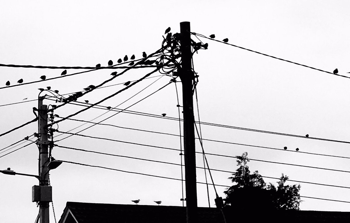 FergusNoone's tweet photo. @HelenORahilly Like notes on a music sheet, the starlings gather on the telegraph &amp; electric cables at South Green in Arklow on a wet autumnal morning. https://t.co/8hg8nKlU2b