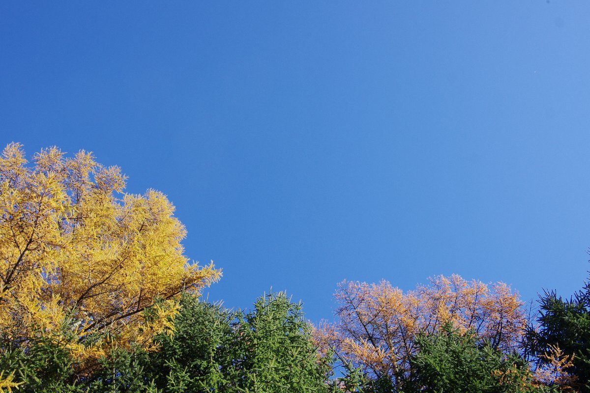 オークヴィレッジ 飛騨高山 Twitter પર みなさまのお所の天気はいかがでしょうか こちら飛騨の森は雲一つない まさに快晴 色づいたカラマツ トウヒ 青空のコントラストが綺麗です