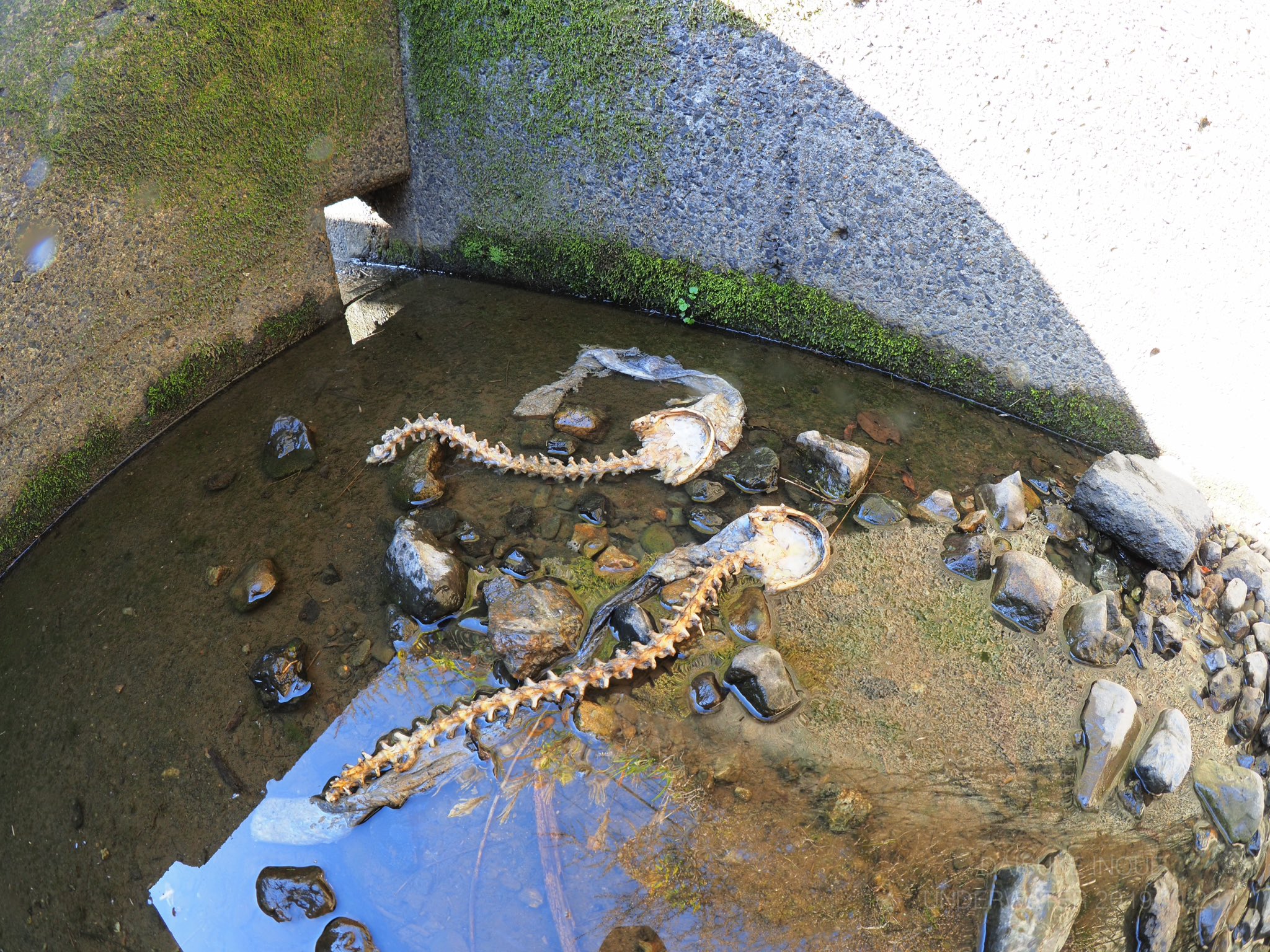 イノウエダイスケ On Twitter 魚道は魚類だけじゃなくていろんな生き物が利用してる 水が止め られた魚道プールでオオサンショウウオが命を落としてた 生き物のことを考えて造られた魚道が生き物を殺してしまうこともある Https T Co Qecvo7ctfh Twitter
