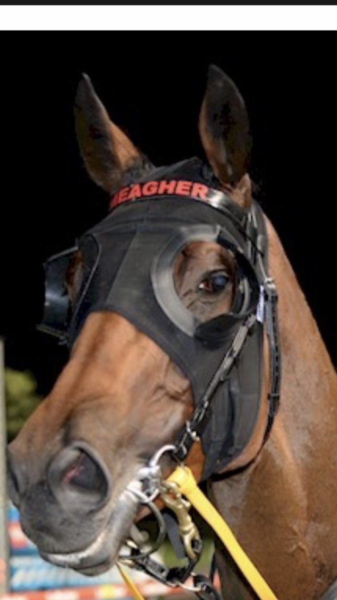 Great effort last night by promising mare Arctic shock winning at the valley thanks to everyone involved and great ride by Willo