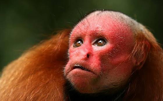 ウアカリのtwitterイラスト検索結果 古い順