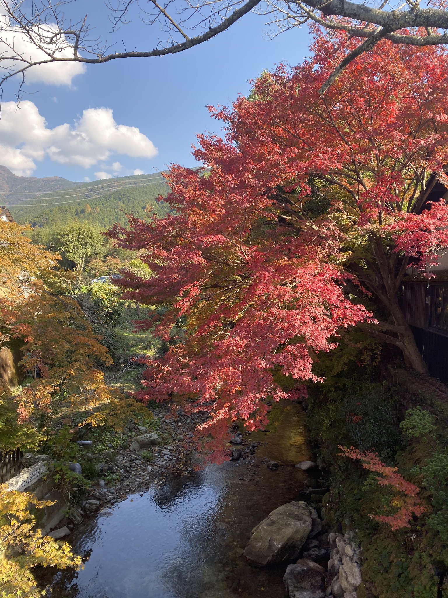 秋月城跡の紅葉 Twitter Search Twitter