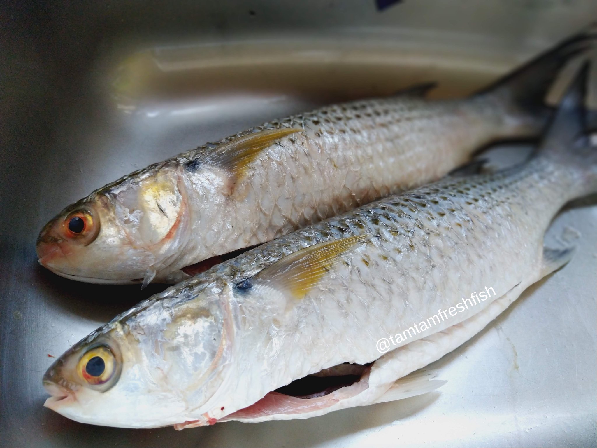 Tamtam's Fresh Seafood on Twitter "Are you into earthy flavors? Mullet