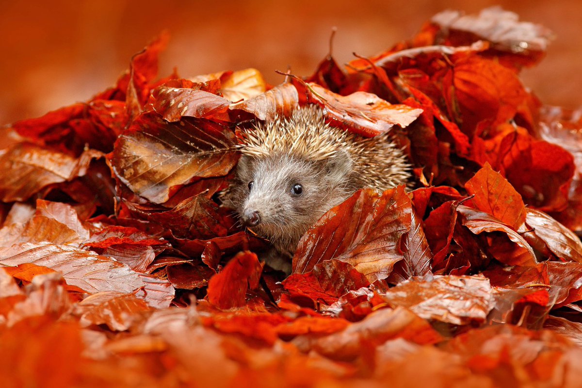 A_AMilne's tweet photo. "When an animal is being particularly busy underneath a few leaves, thinking very deeply about things, giving himself up to very serious reflection, he does not want to be disturbed."
-A.A. Milne #SaturdayMotivation https://t.co/rL3FVZiqBf