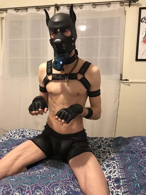 Puppy wants to play! https://t.co/kdQc4o5xLZ