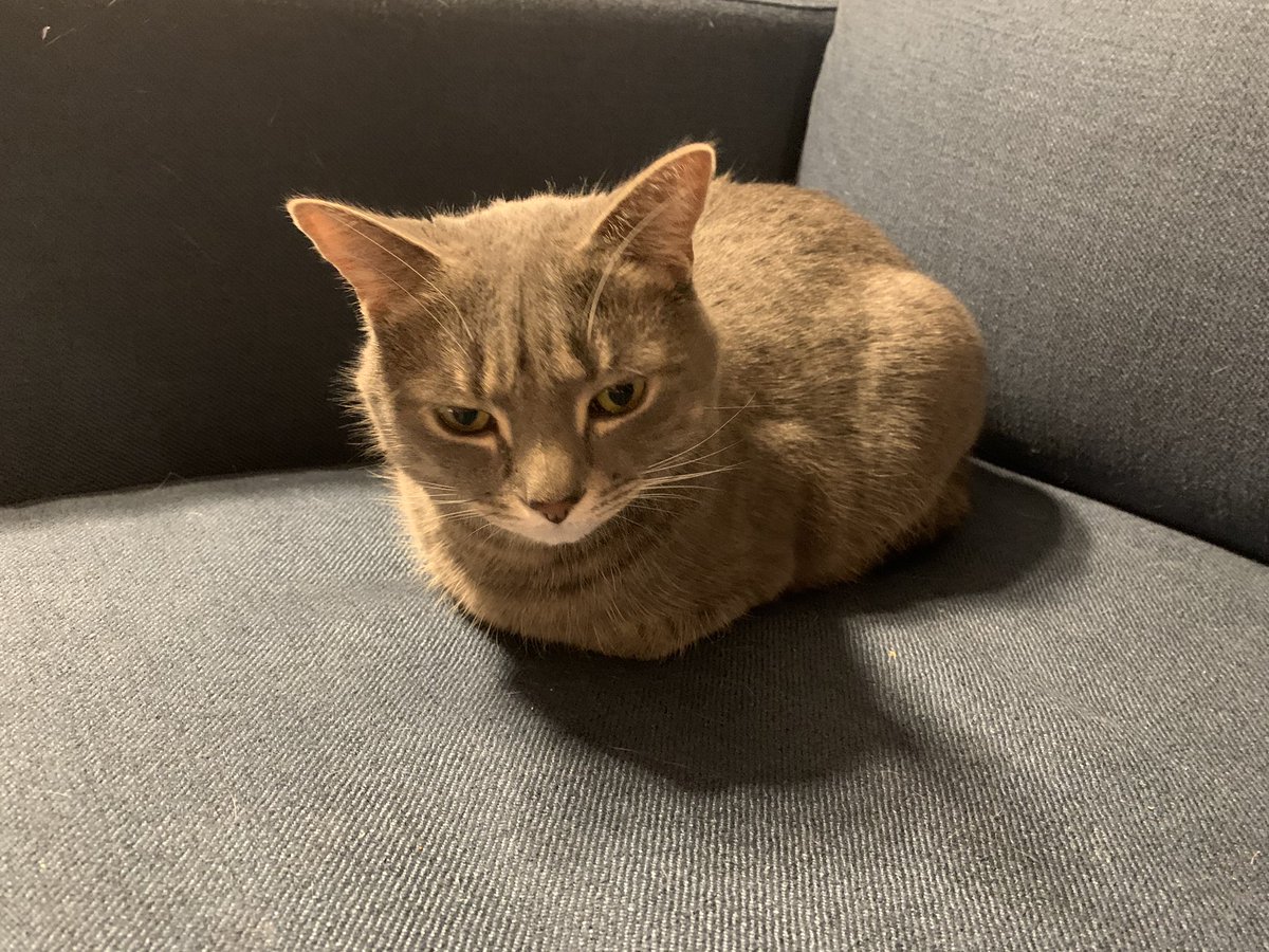h0tcomedian's tweet photo. where are your legs, nyanko??

#loafin https://t.co/LjqZ7UqaMM