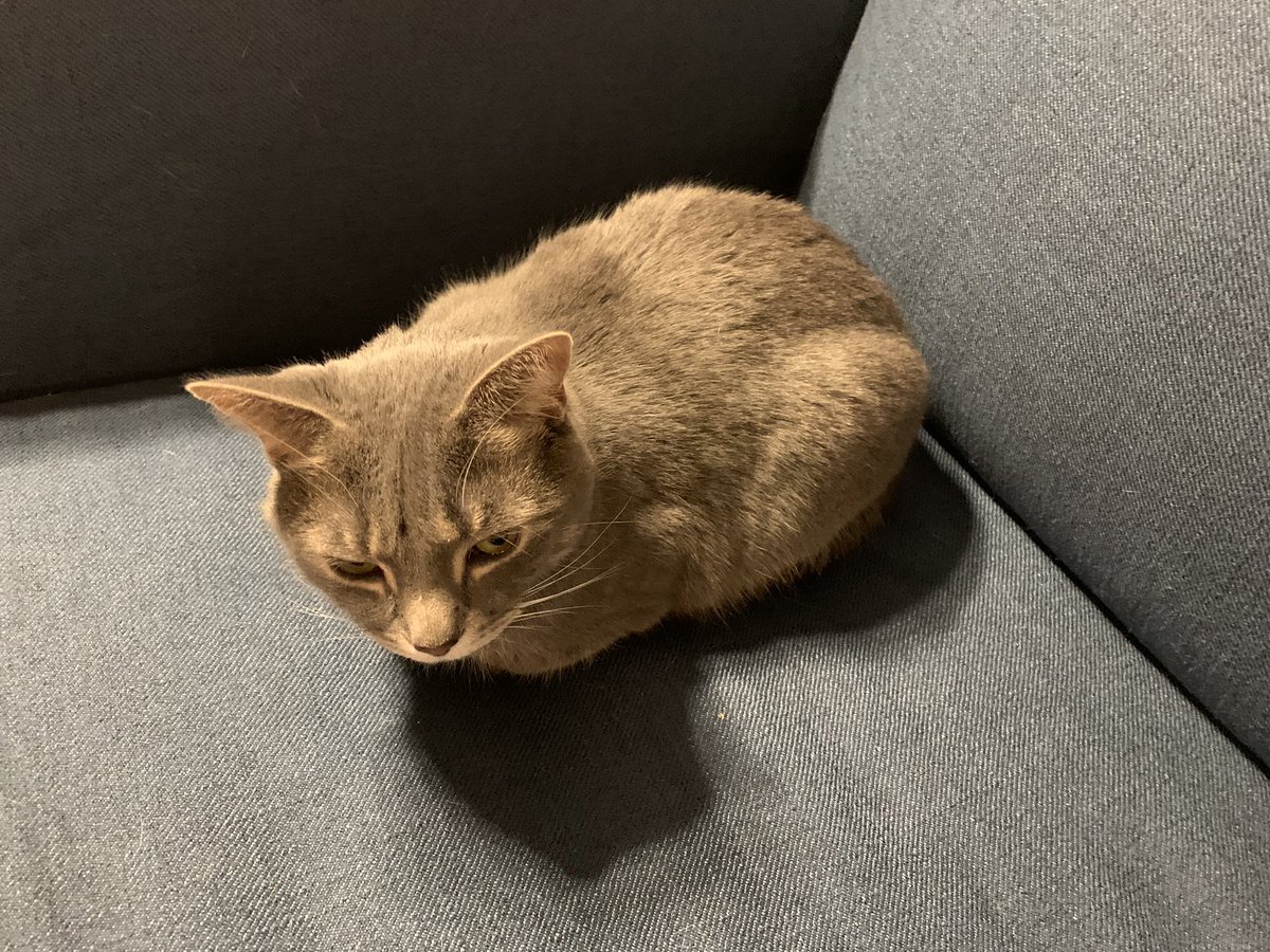 h0tcomedian's tweet photo. where are your legs, nyanko??

#loafin https://t.co/LjqZ7UqaMM