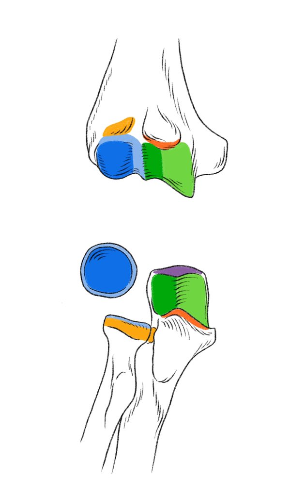 「複数の関節が関わる肘関節などは、骨の接合部を色分けすると対応関係が理解しやすくな」|伊豆の美術解剖学者のイラスト