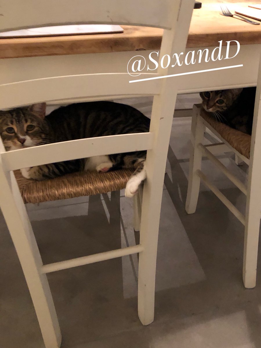 SoxandD's tweet photo. Yay! 🎉🐾Happy #Caturday furends 💞🐾💞🐾💞🐾💞🐾💞🐾💞🐾
we are double #felinechairthief (s!) today .... 😹😹👍🐾  

#catsoftwitter #TabbyTroop  #SaturdayMotivation #SaturdayThoughts #SaturdayMorning 😺🐾😻🐾 https://t.co/K6MW0ypBWK
