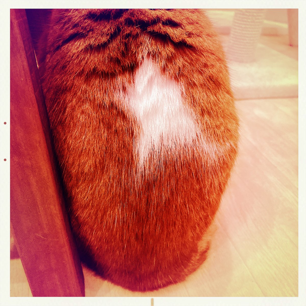 obi_wan_eclipse's tweet photo. A distorted star shape. #猫式 #cat #ShotoniPhone #Franklin #AlfredInfrared  #Hipstamatic https://t.co/t2EVw4PpTo