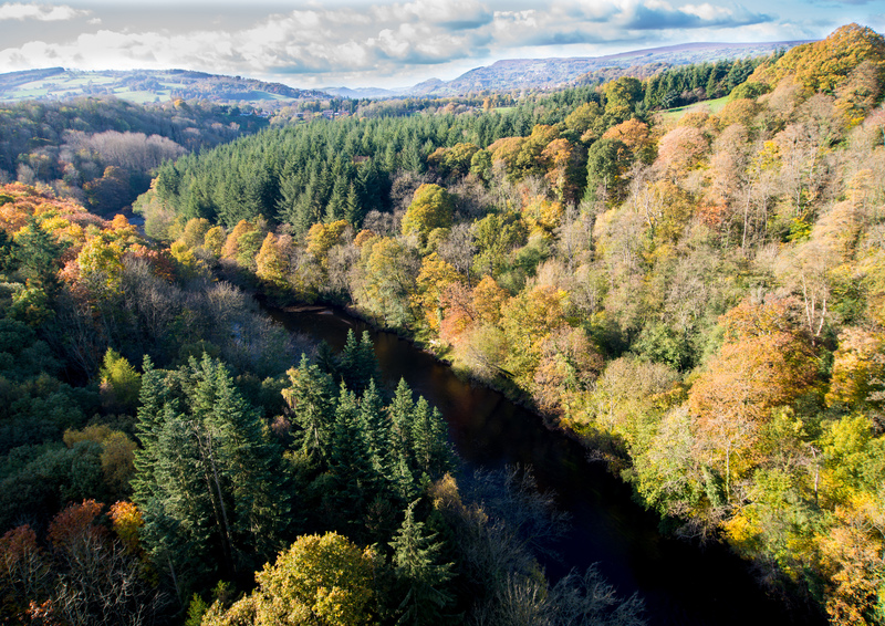 We are celebrating #NationalTreeWeek and we want to share the importance of Gloucestershire's woodlands.

Trees make up a huge part of Gloucestershire's wild spaces and it is home to many species of wildlife that depend on it 🌲🌳🐦

#Trees #WilderFuture 

📷Don Sutherland
