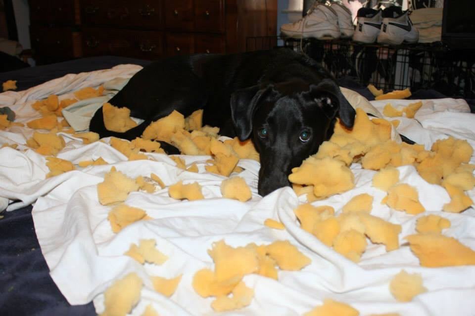 Walks with Buddy tweet media