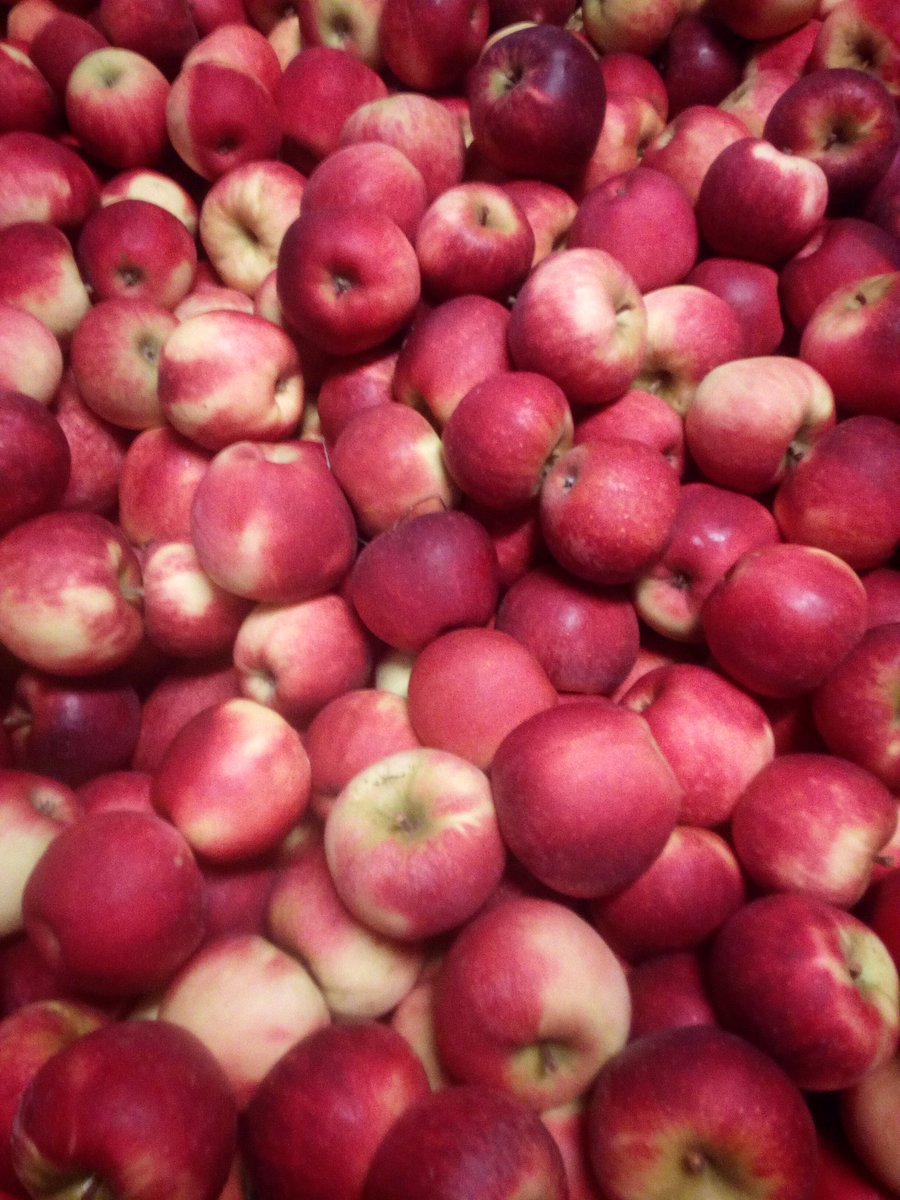 Zo'n appels laat je toch niet links liggen:, Elstar uit de regio, lekker hard, mooi kleurdje, en........een heerlijke fris-zure smaak. Koop groenten/fruit uit je eigen regio, ook dit draagt bij aan een gezonder klimaat.