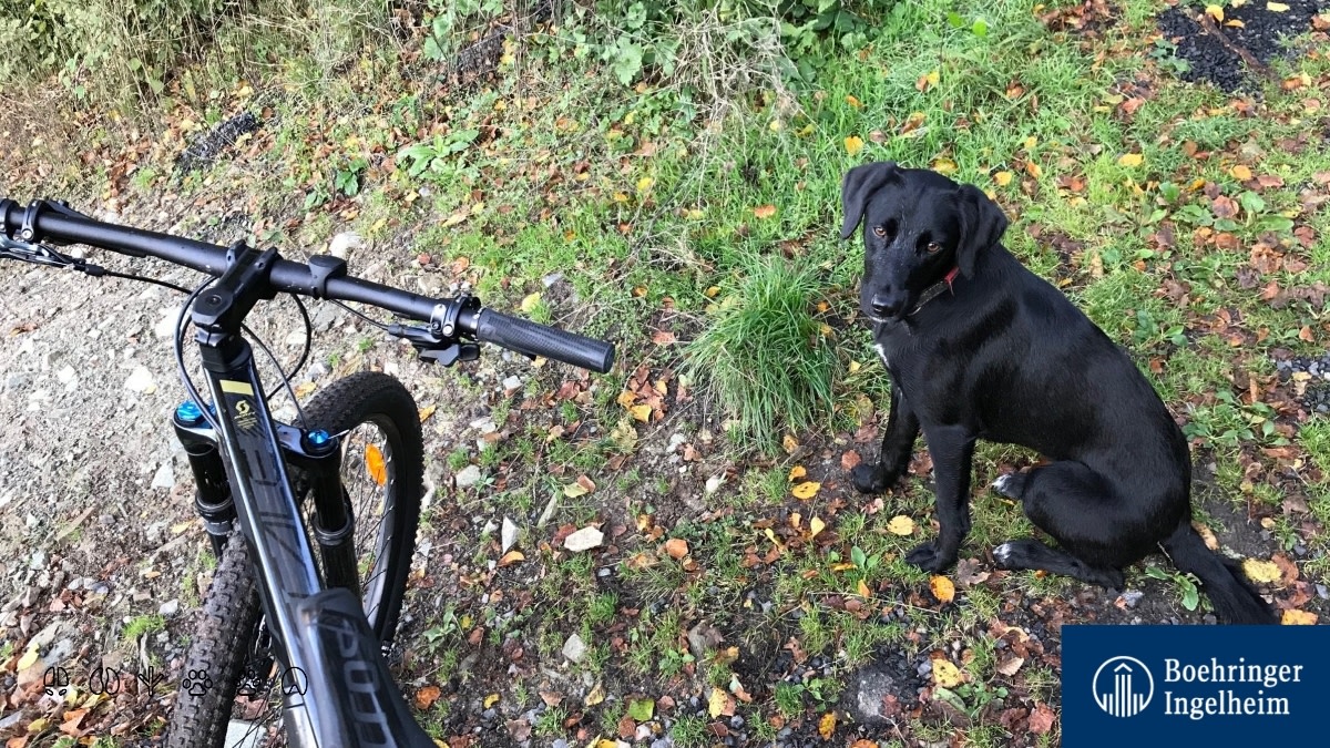 Boehringer_AH's tweet photo. Nora is passing by your timeline to show all her charm and wish you all a fun weekend! 👋 She absolutely loves outdoor activities with our colleague Peter in Germany! 🚴‍♂️🐕 #AnimalHealth #DogsofTwitter https://t.co/WeopTYwvxD