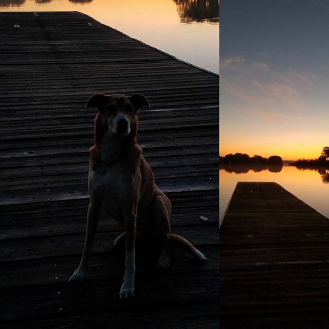 Ready and willing! Day 2 <a href="/oars/">oars</a>.mastersrowing looks to be as good as day 1! More soon of the Rowing! #messingaboutinboats #lifeisgood #dogsofinstagram #regattadogs #saterday #sunrise #lifeisgood #getup #getupandmove #gooutside #rowingmorethanasport
