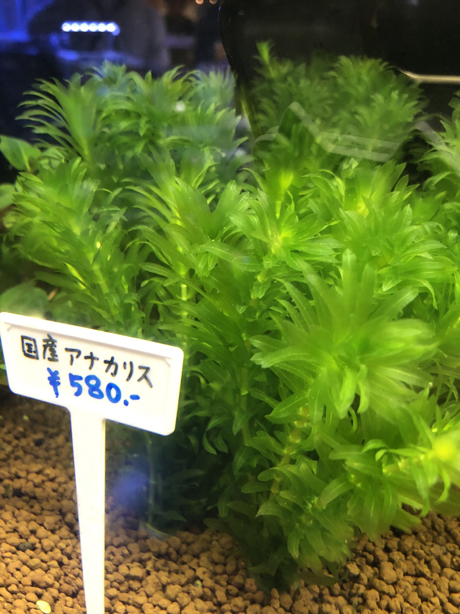 ペッツワン千葉ニュータウン店 小動物アクアコーナー 国産アナカリス入荷しました その他 国産水草そろってますよ W 水草 アクアリウム アナカリス 千葉県 カインズ エキノドルス プレミアムモス T Co Zkcisvnufe Twitter