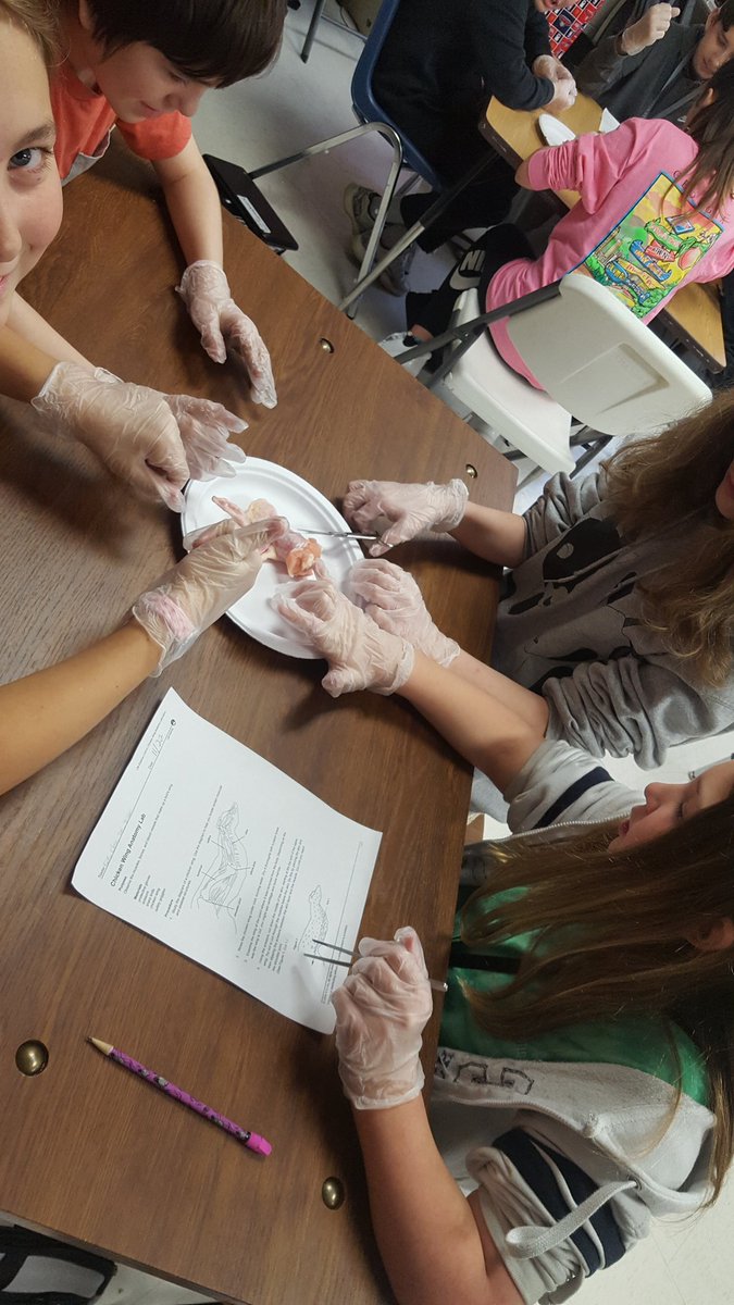 CMS 7th Grade students learning about the skin, muscles, and bones during chicken wing lab.  Thanks GMC for providing our students with the chicken! #EAGLESFORTHEWIN!