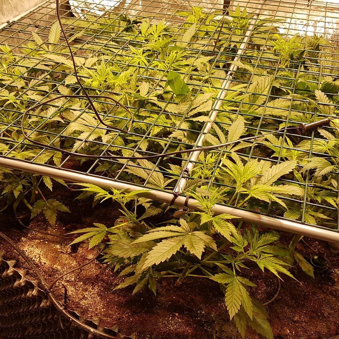 spliffseeds's tweet photo. Exactly 1 month above ground.
Snowwhite from #spliffseeds growing in 12/12 from start to finish under #rubolMCP panels with red farred. #rubolhorticulture #rubolMCP #spliffseeds #cnnbs #snowwhite
https://t.co/rXp13fwQWr https://t.co/WRs6y0qMCs