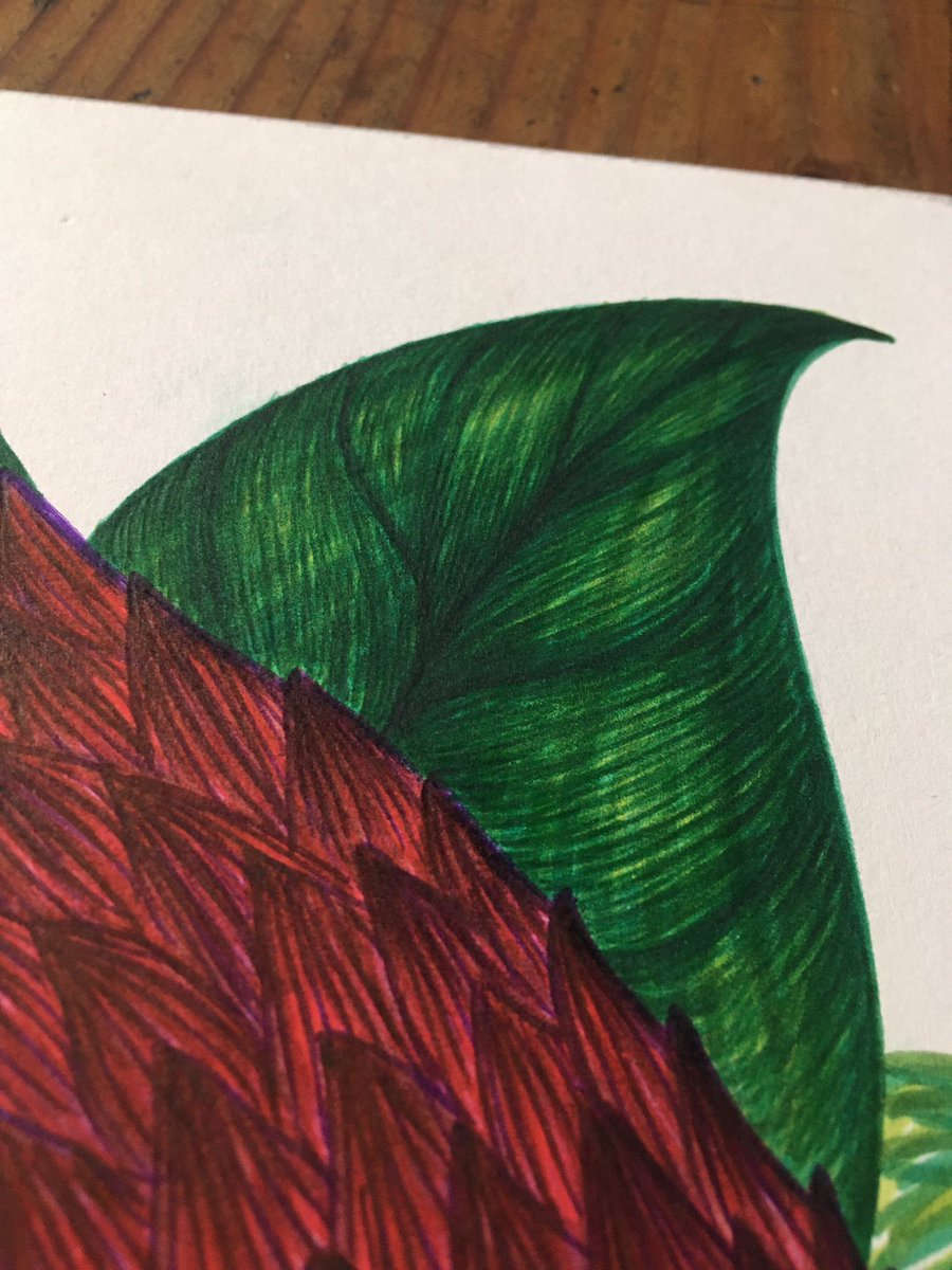 Day 16: Biro Pen Drawing 🌿
Leavesssss 💚💚💚
#snake #snakedrawing #leaves #art #artist #pen #pendrawing #green #red #yellow #drawing #drawings #sketch #colour #color #scales #reptile #reptiledrawing