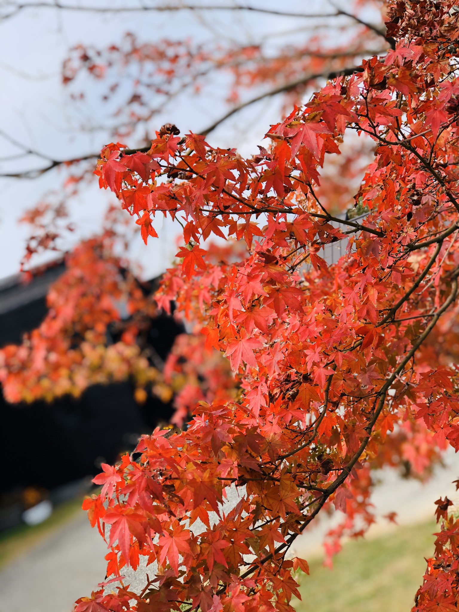 Dj Nave 渡邊賢明 Ar Twitter 昭和電工テニスコート周辺の紅葉で 心をリフレッシュ 大分 スポーツ公園の中の宿泊研修センター 希感舎 きかんしゃ のパン屋さんは土日祝日限定オープンです 小腹を満たせました 次男の出番は再来週 今日は同世代とラケットを手に