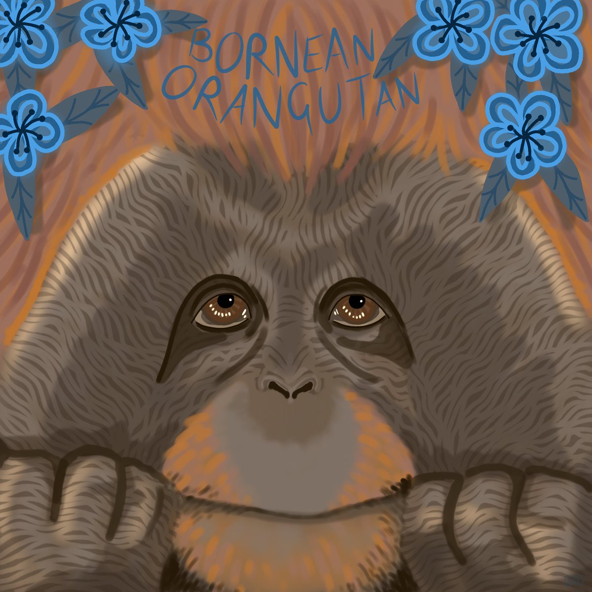 graceduncanart's tweet photo. Endangered week day 6: Bornean Orangutan 

#endangeredweek #endangeredanimalsweek #endangeredspecies #conservation #borneanorangutan #wildlifeconservation #digitalillustration #digitalart https://t.co/3dG7Ft1cHv