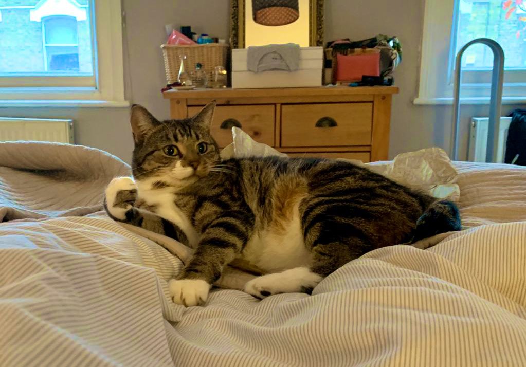 migummog's tweet image. Settled in for #Caturday #cat #liein #CatsOfTwitter