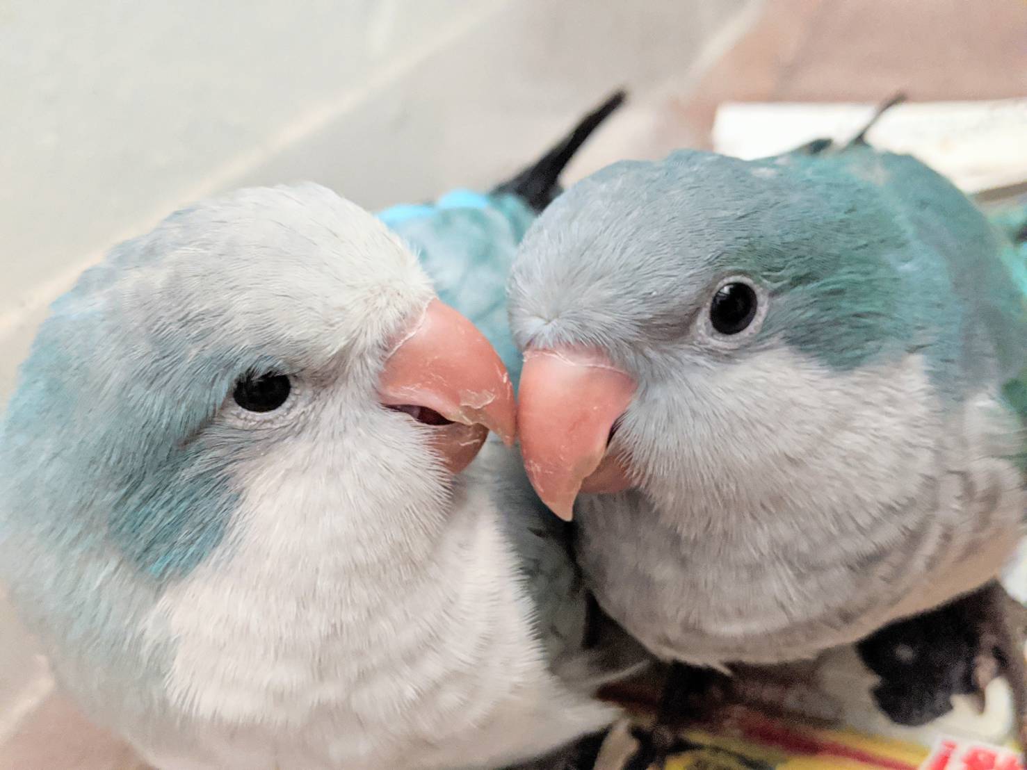 鳥のいるカフェ千駄木店 オキナインコ ちゃん2羽同時にご予約頂きました 優しい飼い主様で嬉しいです ベタ馴れ オキナインコの雛ちゃん 今ならブルーは8羽からお顔や性格 相性バッチリの仔を探してお迎え出来ます お気軽にお問い合わせください