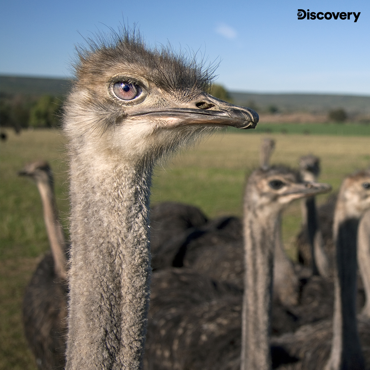 Discovery Channel India on Twitter: Discovery Channel India on Twitter: