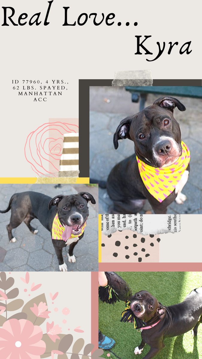 FaustiniMary's tweet photo. DOG LOVERS: ARIA, 4, admit stray, AT RISK 12 N TODAY, #nycacc! Recently had a GRT #straycation & got glowing Comments! Good on leash! Smart! So fun! PLS SEE PICS BELOW OF THAT, & others, & has ACC VID! ARIA has so much 2 offer! PLS SAVE! RESERVE by 12 N: see post ⬇️ https://t.co/jKfHNvxvnv