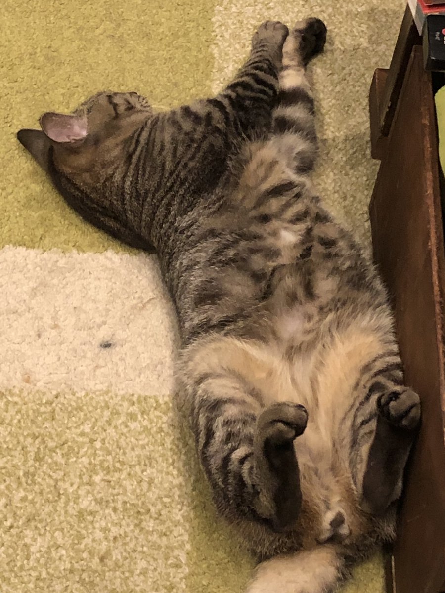 ホットカーペット猫 hashtag on Twitter