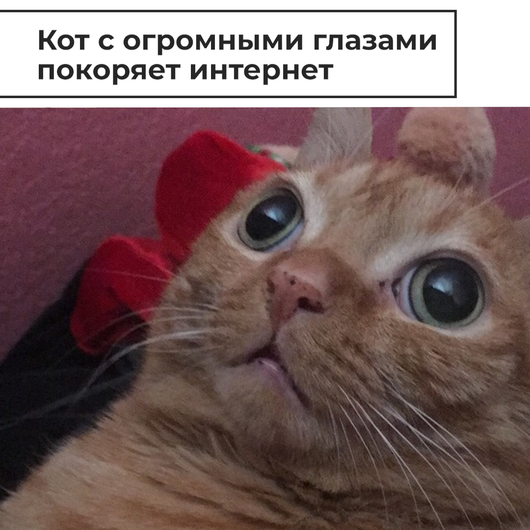 кошка картошка фото