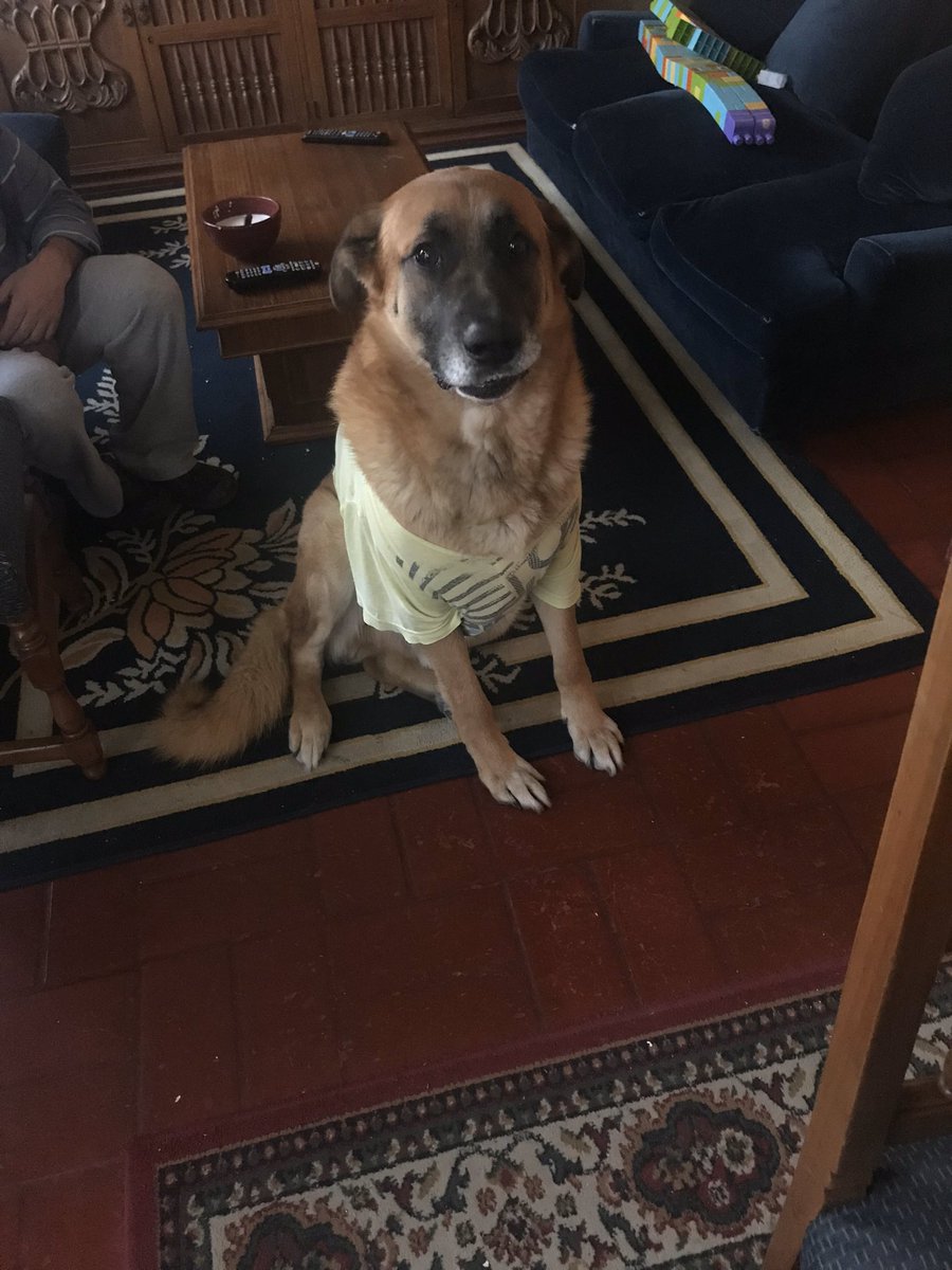 ivanpalmag's tweet photo. Mi guaton hermoso nada más que gracias por todo este tiempo de cariño que me entregaste! Se que estaba sufriendo, pero ahora está descansando en paz mi niño lindo! Siempre serás mi mamon regalón ❤️❤️🐶🐶 https://t.co/KbQaVaxZ5a