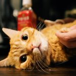 まるで宝石のよう!綺麗な瞳の猫ちゃんが話題