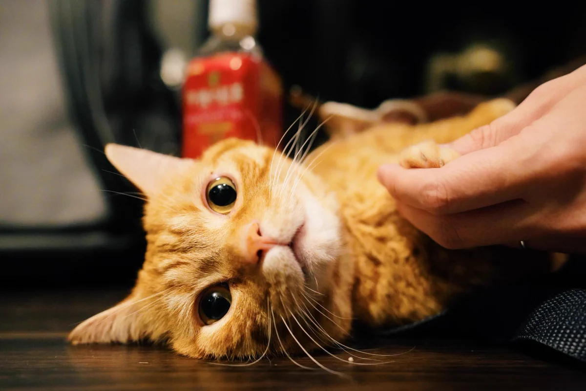 まるで宝石のよう！綺麗な瞳の猫ちゃんが話題