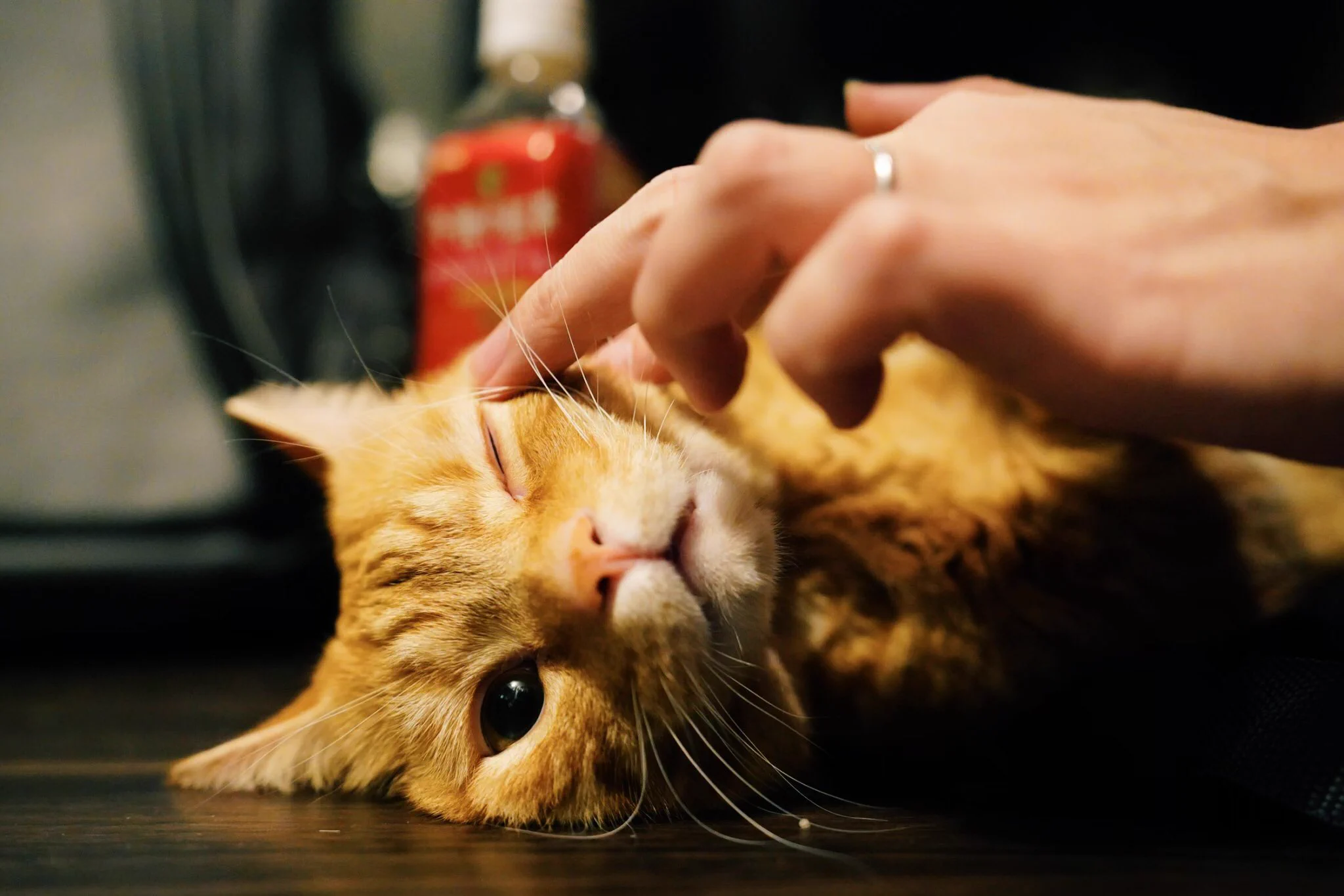 まるで宝石のよう！綺麗な瞳の猫ちゃんが話題