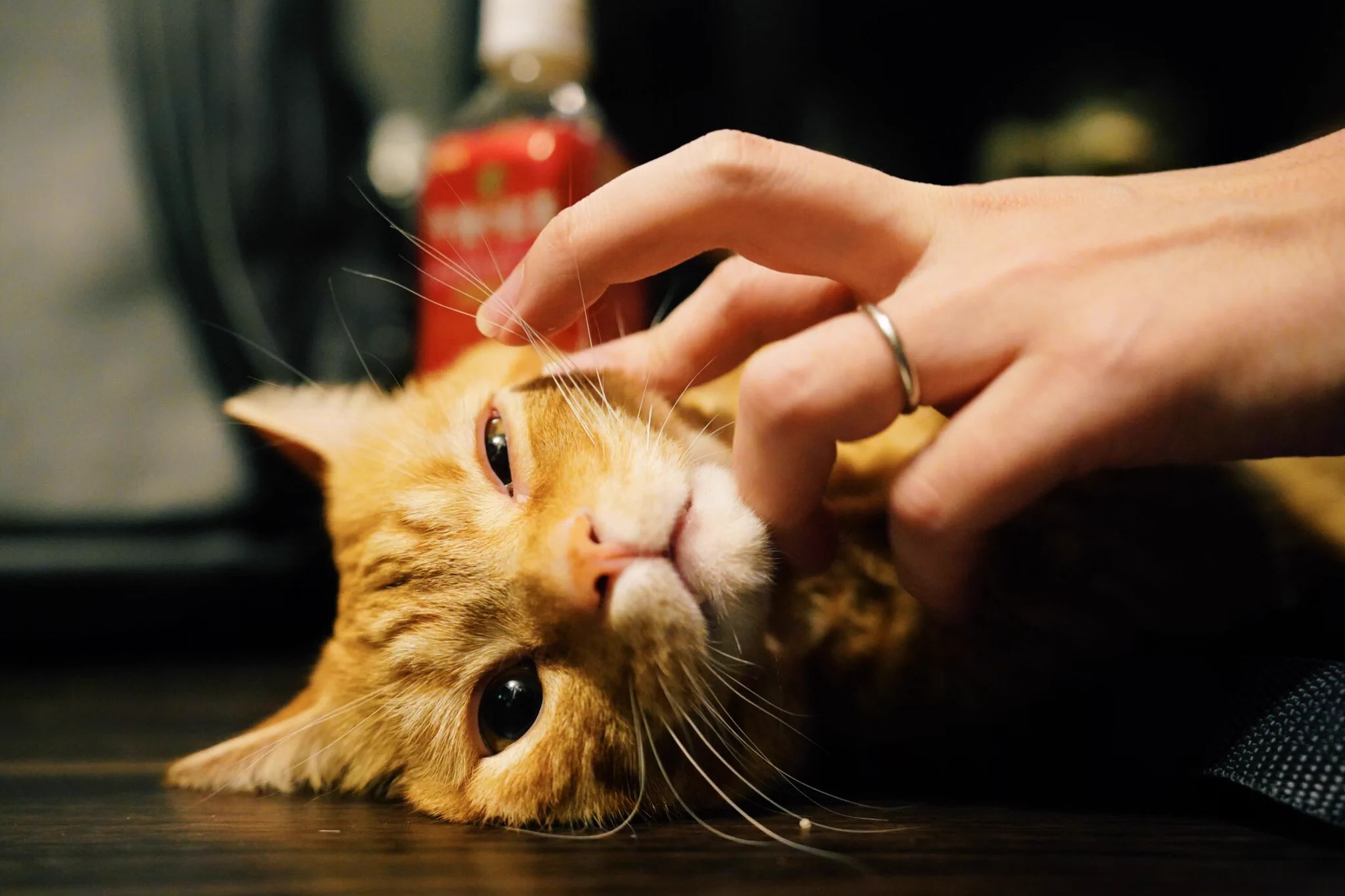 まるで宝石のよう！綺麗な瞳の猫ちゃんが話題