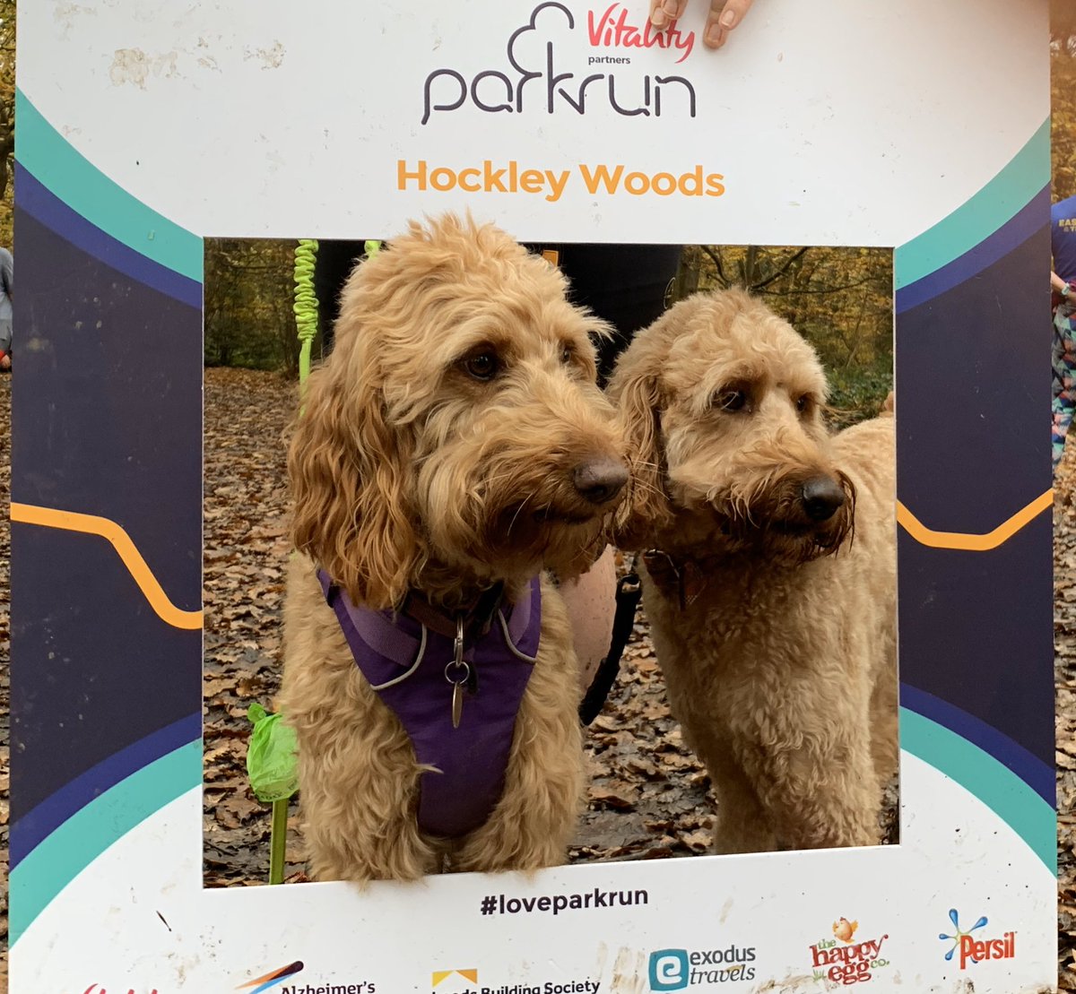 jimbonesmorris's tweet image. Sansa and Bella, sisters enjoying @parkrunUK this morning #loveparkrun #runningdogs