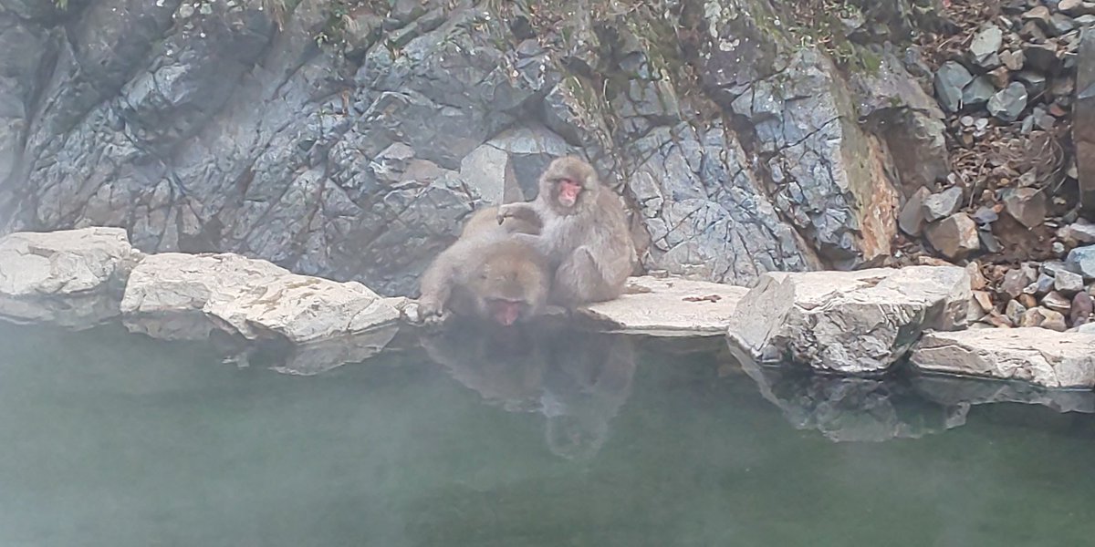 Burokko ﾌｨﾘｱ Twitterren サル温泉こと 地獄谷野猿公苑に行ってきました 温泉に入りそうで入らなかった 猿可愛い