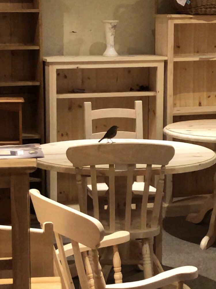 Pinecraft_'s tweet photo. An unexpected customer in the shop today! 
#robin #otley #shoplocal #furniture https://t.co/2K1WmqvmFP