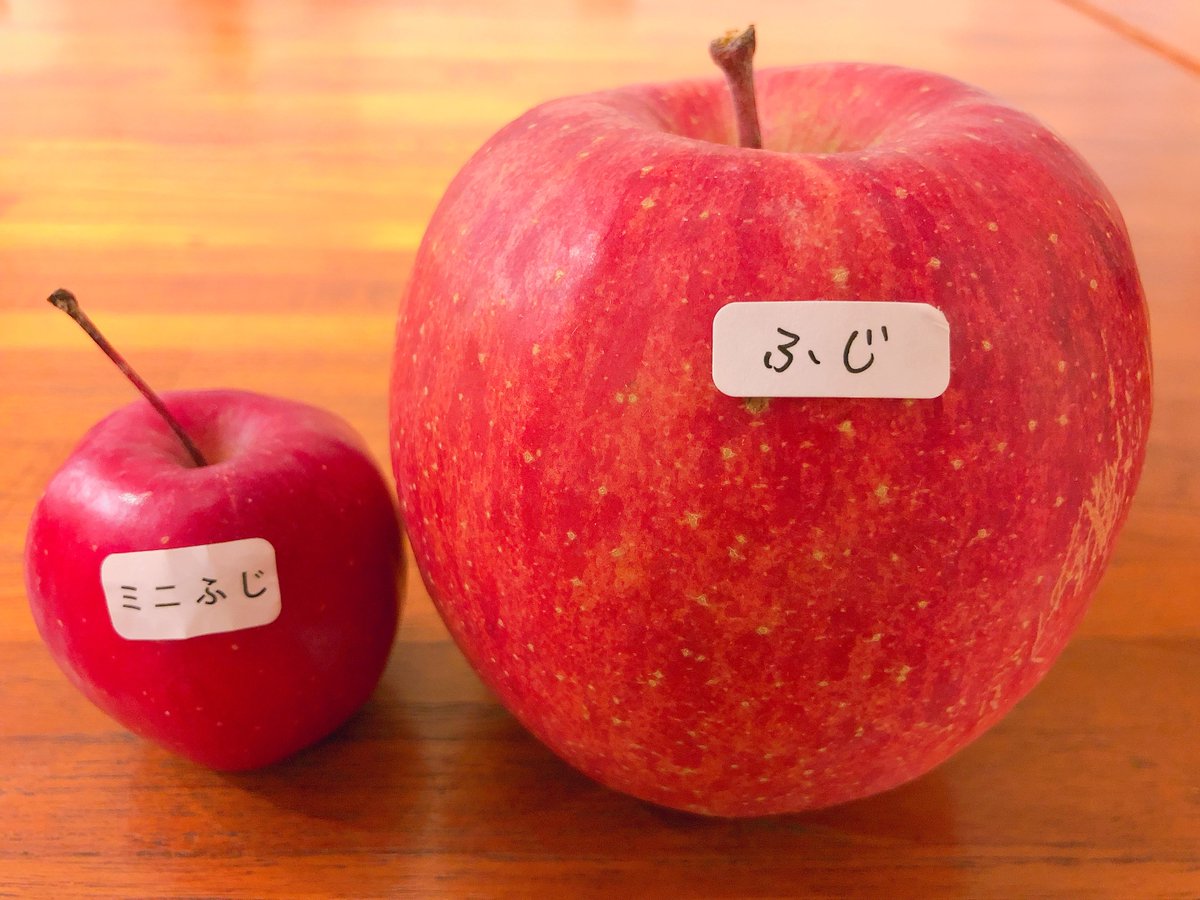 青森りんご ミニふじあおもり乙女 小さくかわいい食べきりサイズ１0㎏ 約2０0個 青森りんご ミニふじ あおもり乙女 送料込 小さくかわいいリンゴ食べ