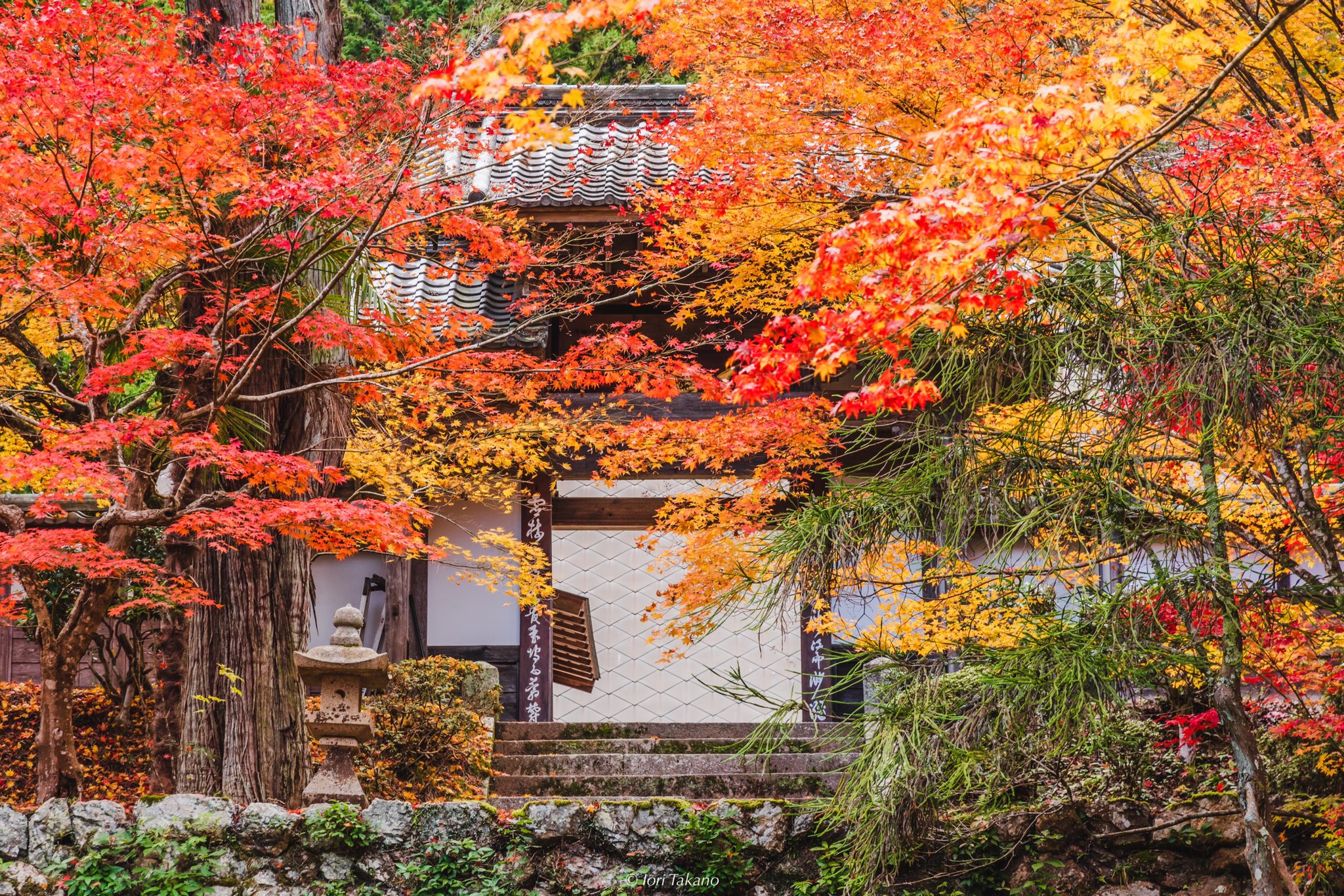【一点もの】ゆるです☆紅葉のお祭り 紅葉の季節へ」 少し涼しくなり、紅葉の季節が楽しみになってき