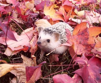 Busylifeandme's tweet photo. HELP A HEDGEHOG! This is the last week you can support a Hedgehog by shopping at Busy Life. A donation to @hedgehogsociety with every purchase! #diversity #inclusion #helpahedgehog @smallbizshoutUK @RandomRetweete3 @UKretweets @Tweeturbizuk @Tweetinggoddess @vipmumsndads https://t.co/vRKTZbkcH2